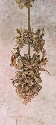 Growreport Bild 44