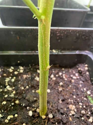 Growreport Bild 5