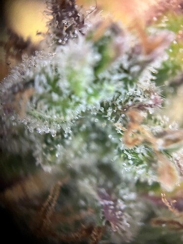 Growreport Bild 15