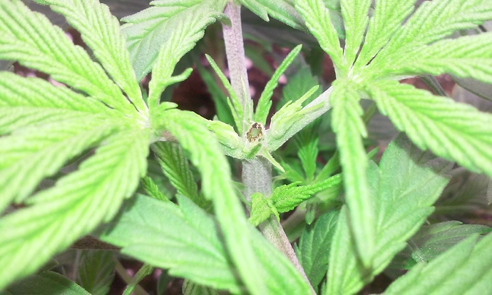 Growreport Bild 2