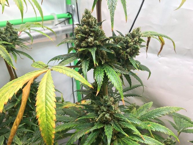 Growreport Bild 13