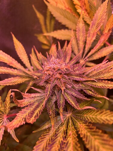 Growreport Bild 2