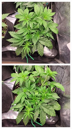 Growreport Bild 1