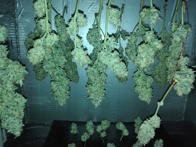 Growreport Bild 3