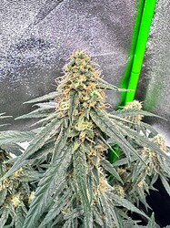 Growreport Bild 3