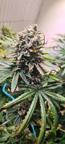 Growreport Bild 7