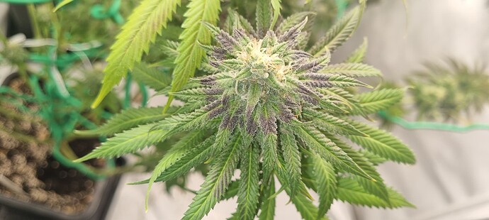 Growreport Bild 14