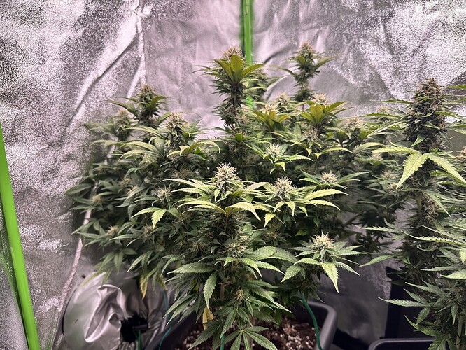 Growreport Bild 5