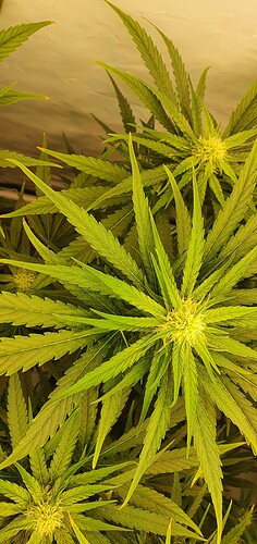 Growreport Bild 8