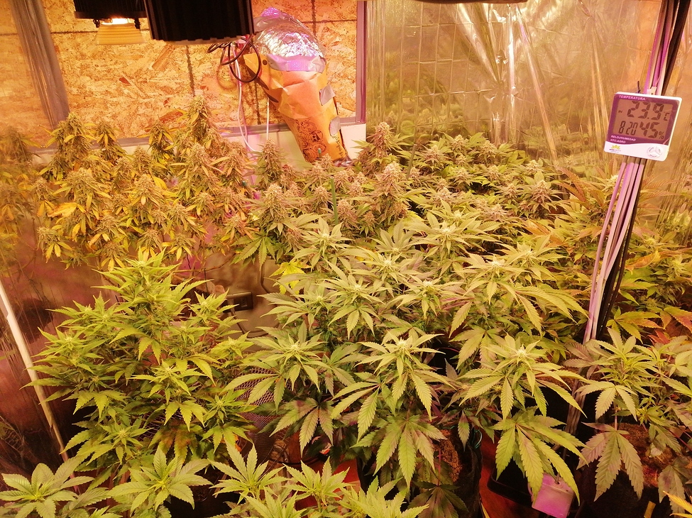 Jamaican Dream 12/12 from Seed, Blüteraum Lückenfüller