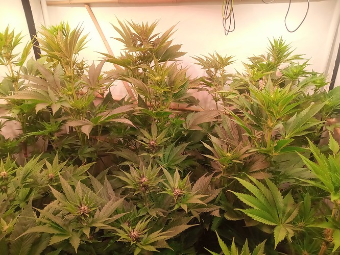 Growreport Bild 18