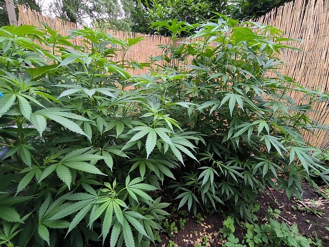 Growreport Bild 15