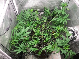 Growreport Bild 12