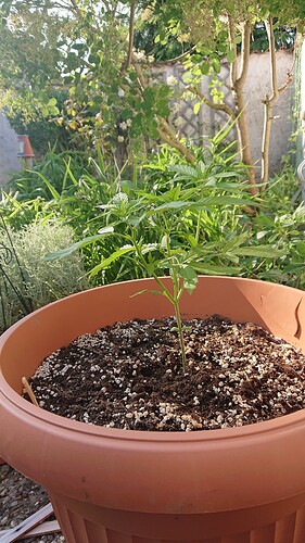 HulkBerry Auto i