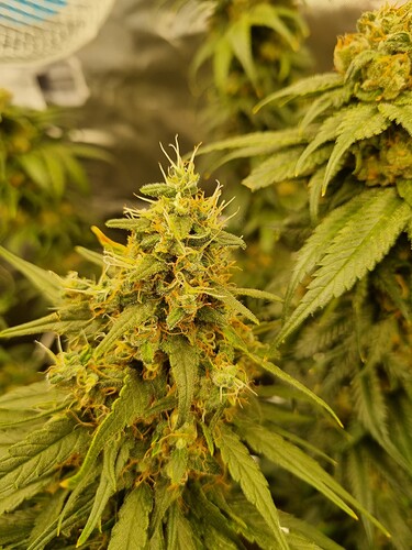 Growreport Bild 45