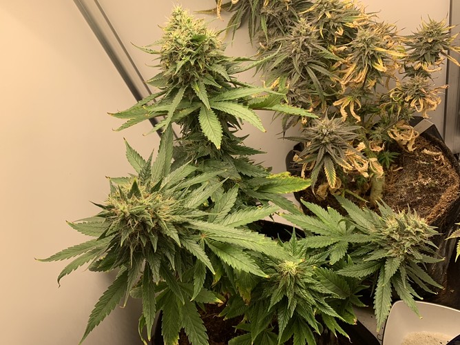 Growreport Bild 1