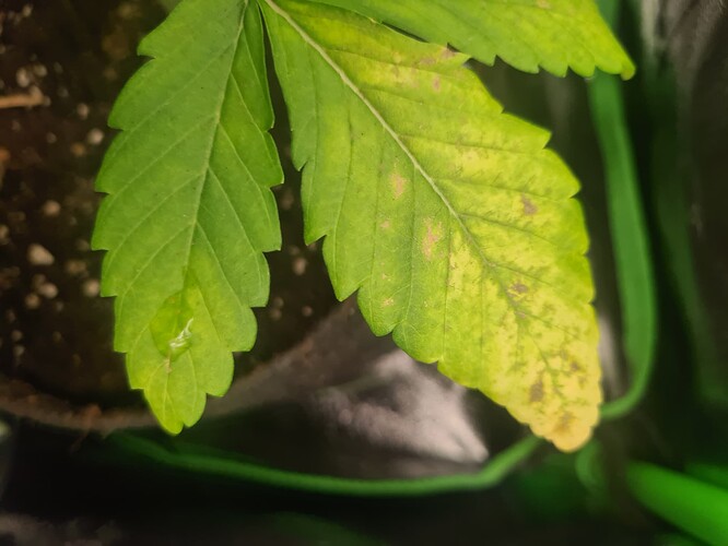Gelbe Blätter, Braune Flecken GrowProbleme Forum
