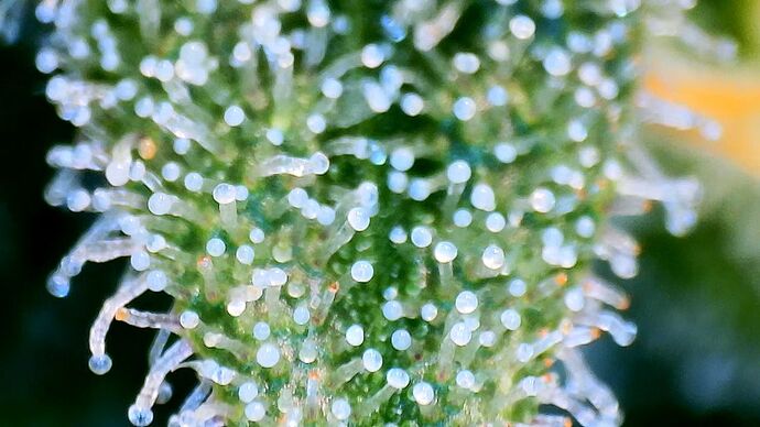 Growreport Bild 27