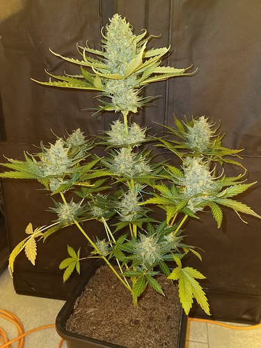 Growreport Bild 15