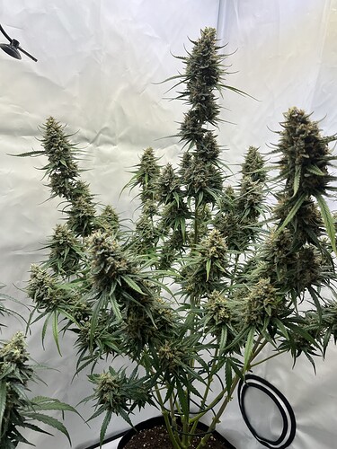 Growreport Bild 7