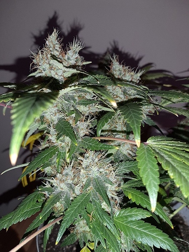 Growreport Bild 3