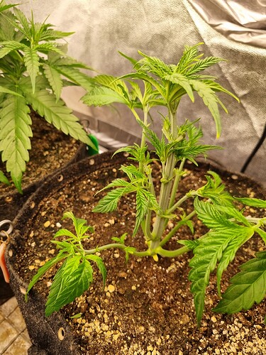Growreport Bild 32