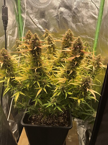 Growreport Bild 5