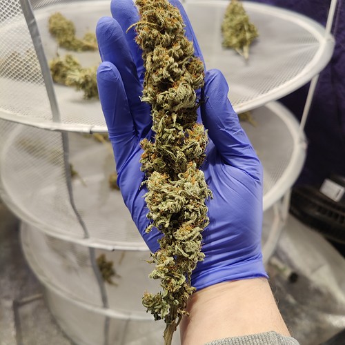Growreport Bild 51