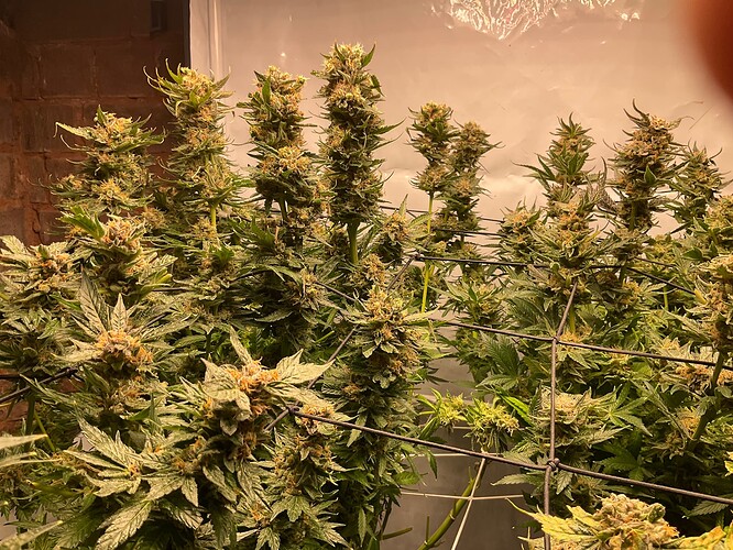 Growreport Bild 7