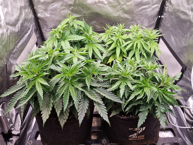 Growreport Bild 39