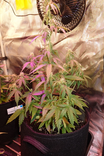 Growreport Bild 8