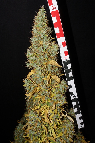 Growreport Bild 25