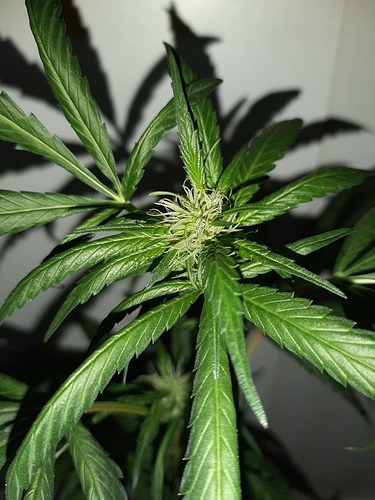 Growreport Bild 4