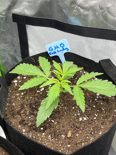 Growreport Bild 9