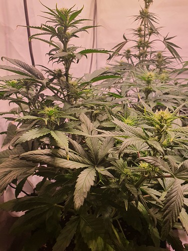 Growreport Bild 5