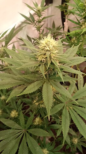 Growreport Bild 7