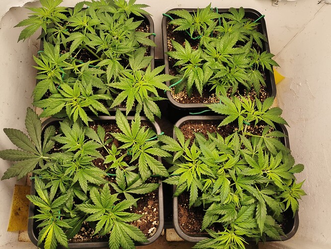 Growreport Bild 1