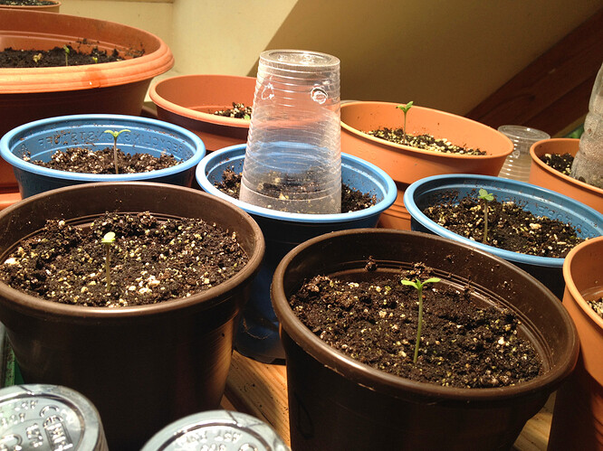 Growreport Bild 100