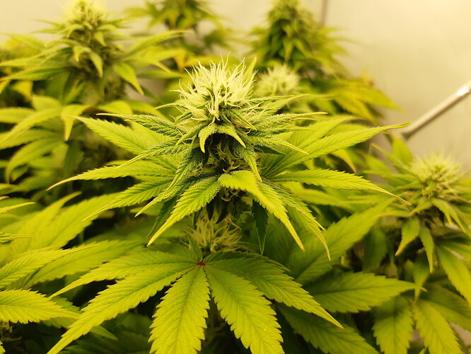Growreport Bild 16
