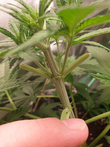 Growreport Bild 3