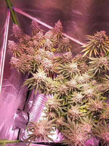 Growreport Bild 1