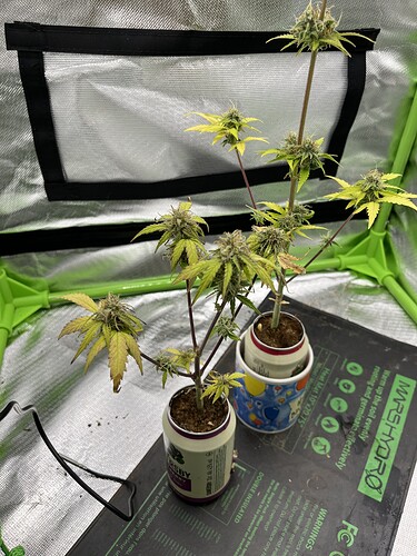 Growreport Bild 8