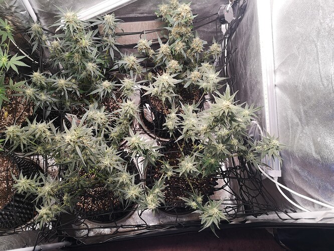 Growreport Bild 3