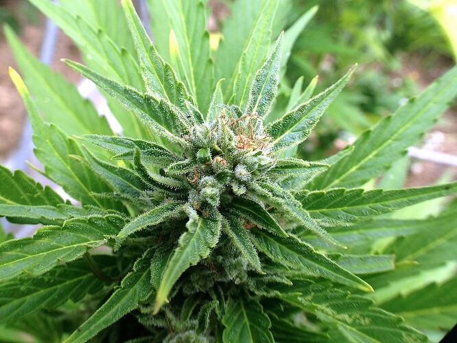 Growreport Bild 23