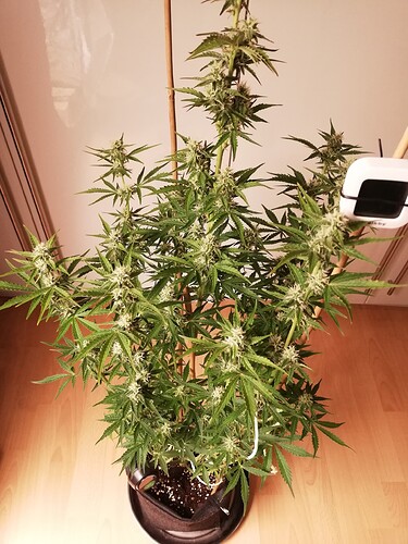 GG#3_231214-4