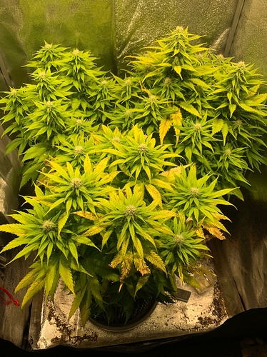 Growreport Bild 1