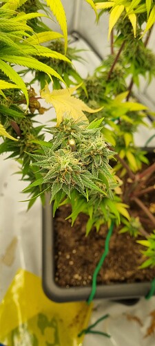 Growreport Bild 12