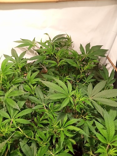Growreport Bild 31