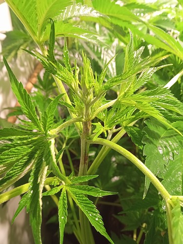Growreport Bild 2