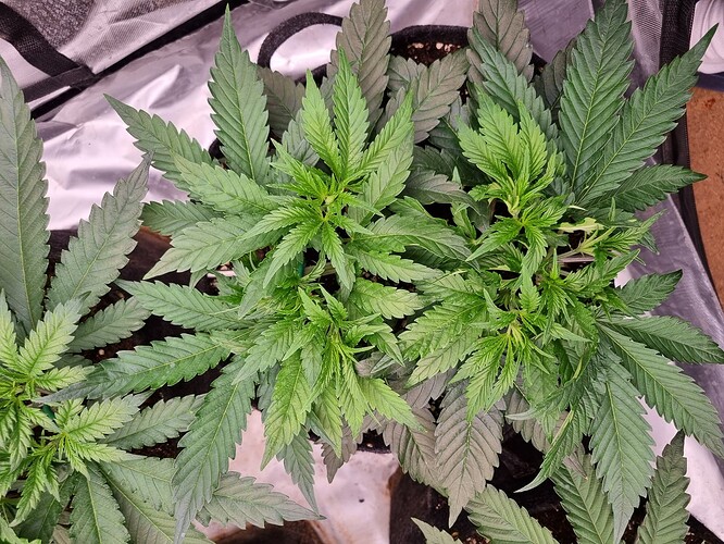 Growreport Bild 61